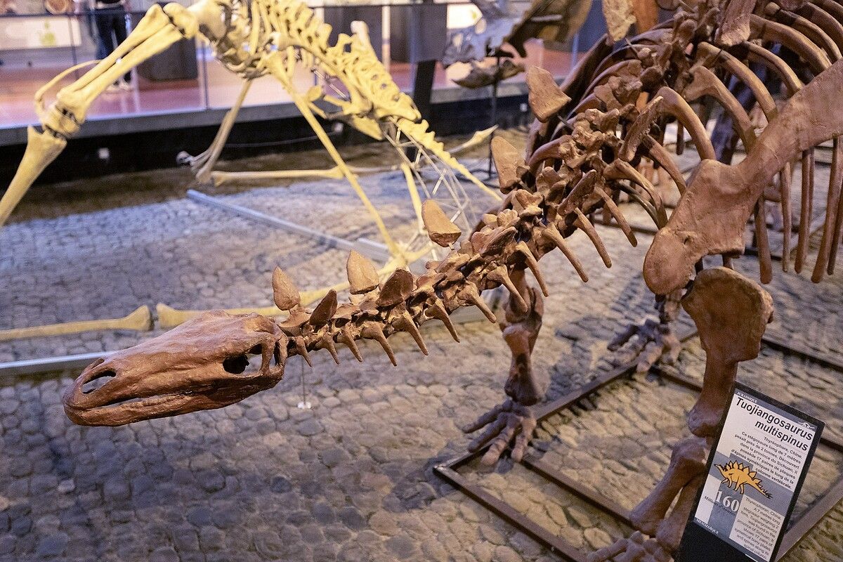 Fransa'da kendinizi Jurassic Park'ta hissettirecek müze: Dinozor ve Tarih Öncesi Müzesi 4