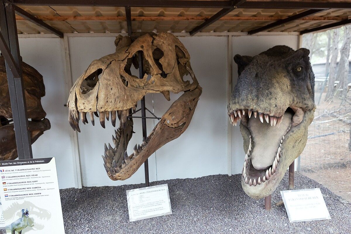 Fransa'da kendinizi Jurassic Park'ta hissettirecek müze: Dinozor ve Tarih Öncesi Müzesi 5