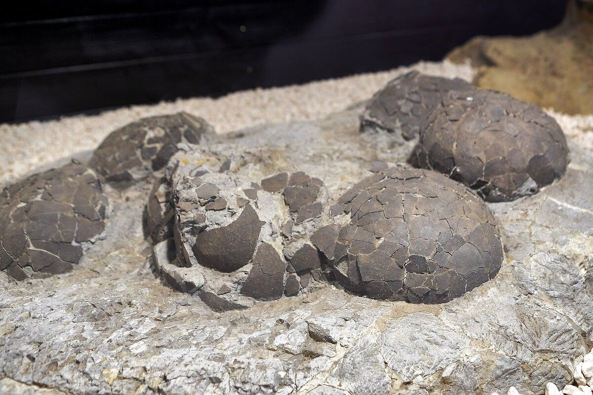 Fransa'da kendinizi Jurassic Park'ta hissettirecek müze: Dinozor ve Tarih Öncesi Müzesi 14