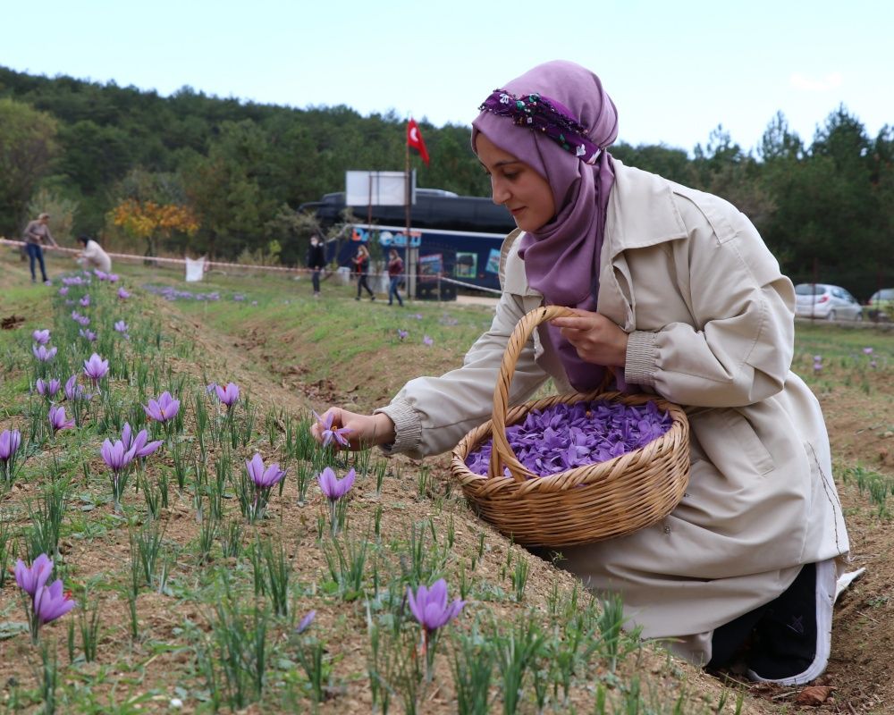 Ekim ve Kasım ayında gidebileceğiniz doğal fotoğraf platosu: Karabük safran tarlaları 24