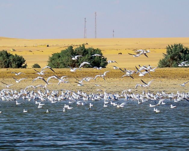 Şehrin kalabalığından uzak renkli bir tatil merkezi: Mısır çölünde oluşan doğa harikası "Reyyan Vadisi Şelalesi" 23