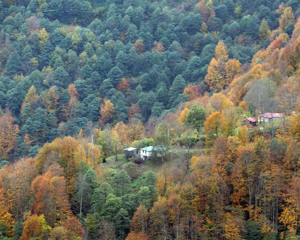 Trabzon'un 1600 rakımlı Hıdırnebi Yaylası'nda güz zamanı 8