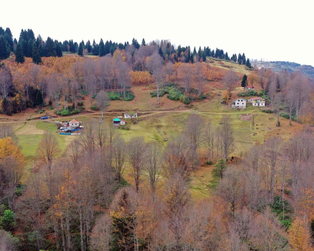 Trabzon'un 1600 rakımlı Hıdırnebi Yaylası'nda güz zamanı 10