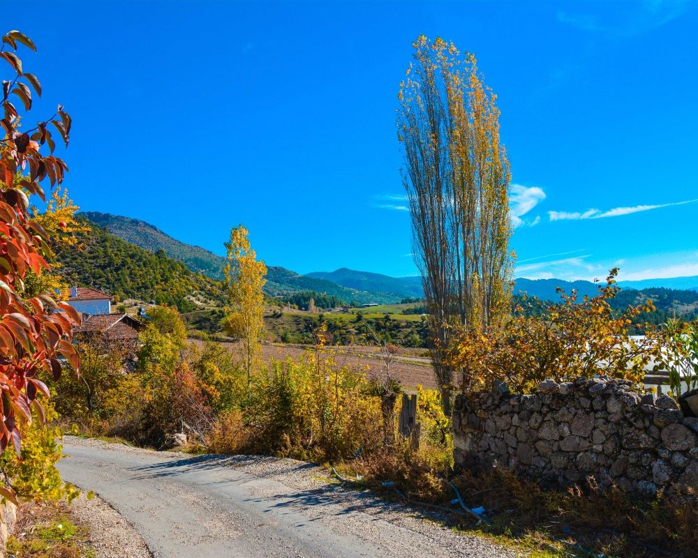 Balıkesir'deki Sındırgı ormanları düğün fotoğrafçılarının gözdesi oldu 1
