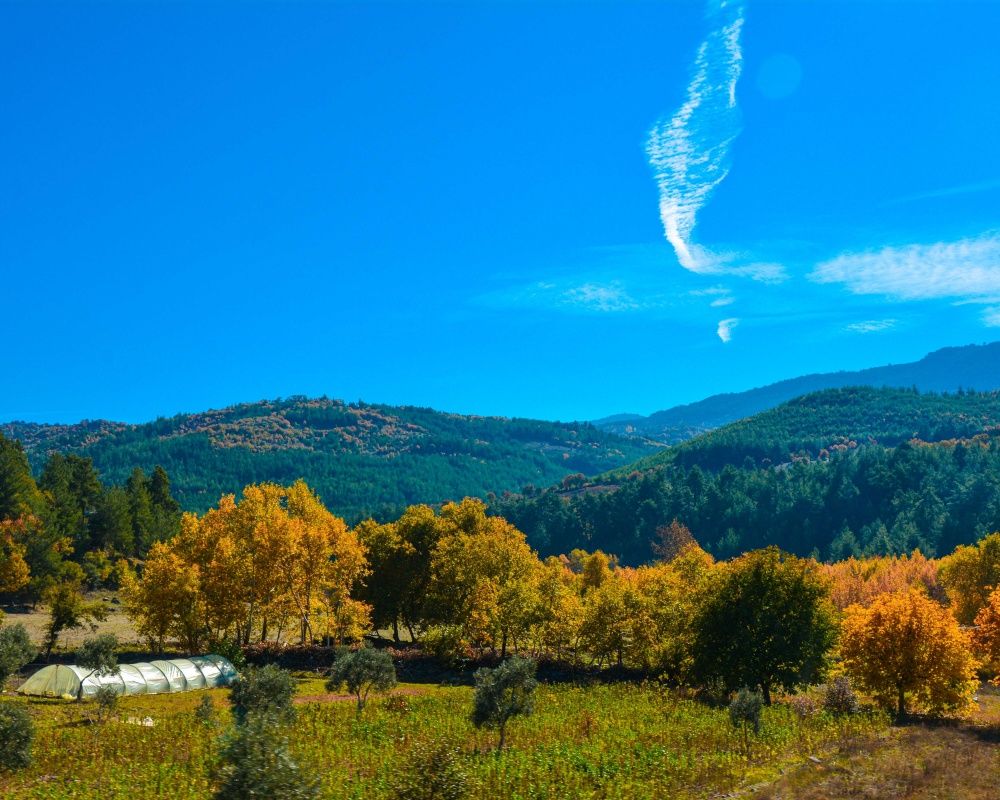 Balıkesir'deki Sındırgı ormanları düğün fotoğrafçılarının gözdesi oldu 2