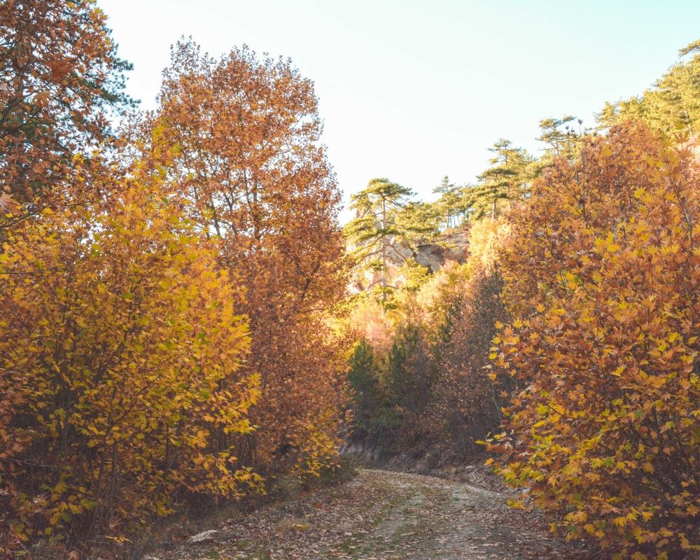 Balıkesir'deki Sındırgı ormanları düğün fotoğrafçılarının gözdesi oldu 7