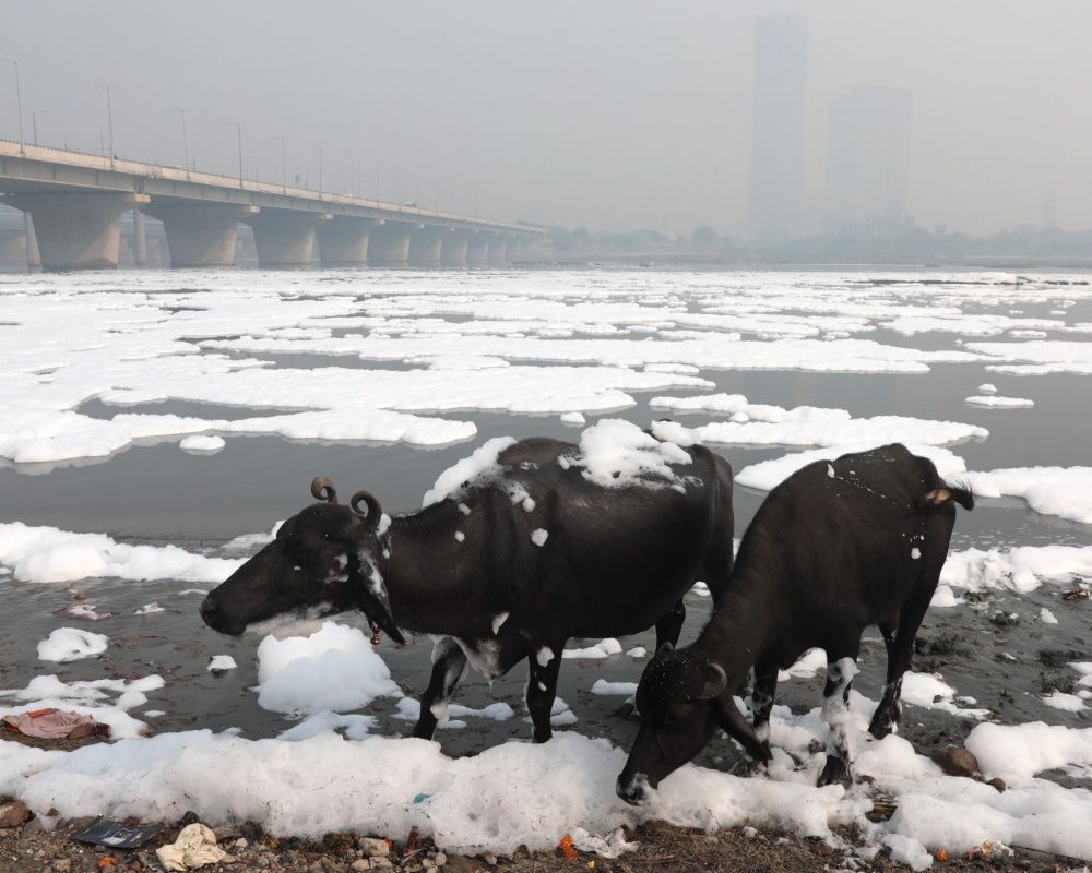 Hindistan'da korkutan görüntü... Yamuna Nehri tamamen zehirli köpükle kaplandı 4
