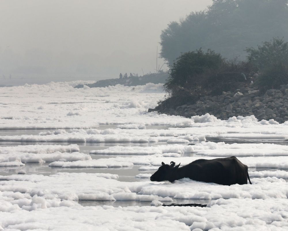 Hindistan'da korkutan görüntü... Yamuna Nehri tamamen zehirli köpükle kaplandı 6