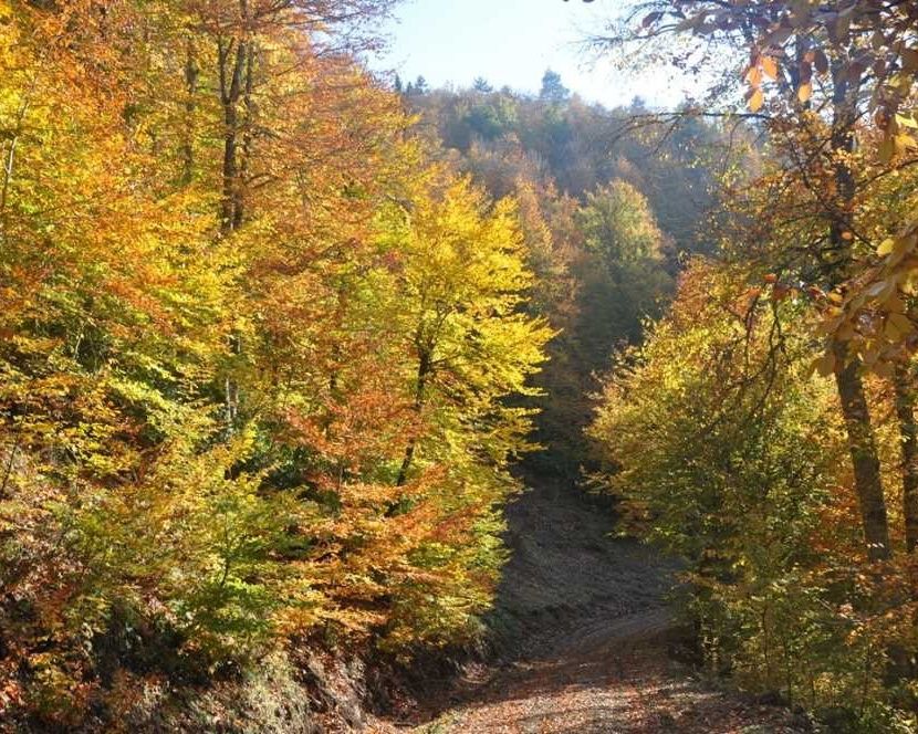 Düzce Yılançatı Kanyonu'nda sonbahar güzelliği yaşanıyor 4