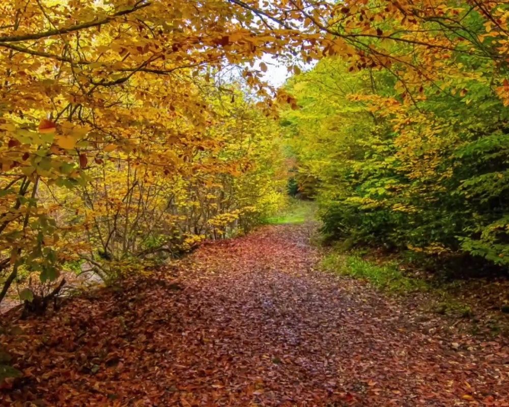 Düzce Yılançatı Kanyonu'nda sonbahar güzelliği yaşanıyor 8