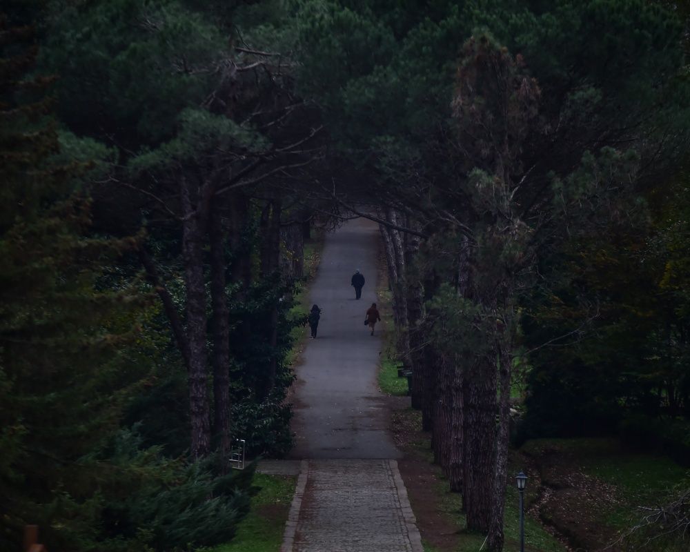 Sonbaharda İstanbul'da mutlaka görülmesi gereken bir yer: 'Canlı ağaç müzesi' Atatürk Arboretumu 19