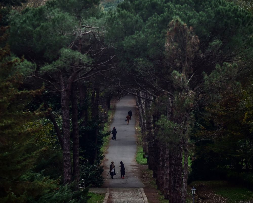 Sonbaharda İstanbul'da mutlaka görülmesi gereken bir yer: 'Canlı ağaç müzesi' Atatürk Arboretumu 20