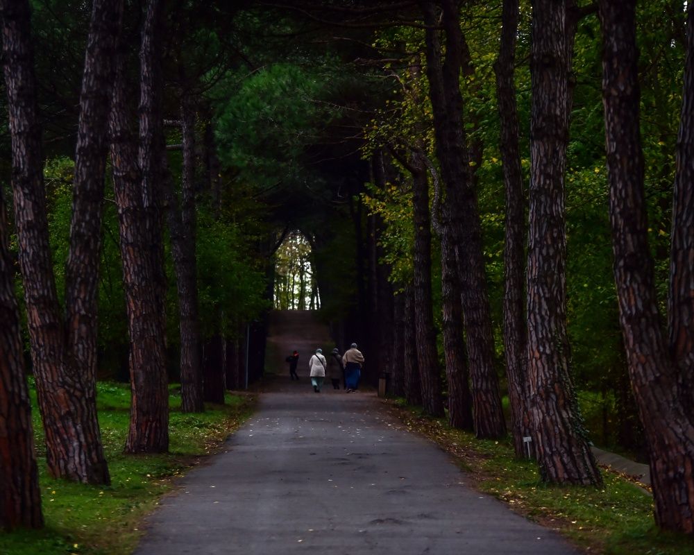 Sonbaharda İstanbul'da mutlaka görülmesi gereken bir yer: 'Canlı ağaç müzesi' Atatürk Arboretumu 23