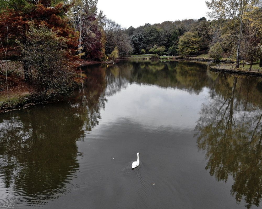 Sonbaharda İstanbul'da mutlaka görülmesi gereken bir yer: 'Canlı ağaç müzesi' Atatürk Arboretumu 8