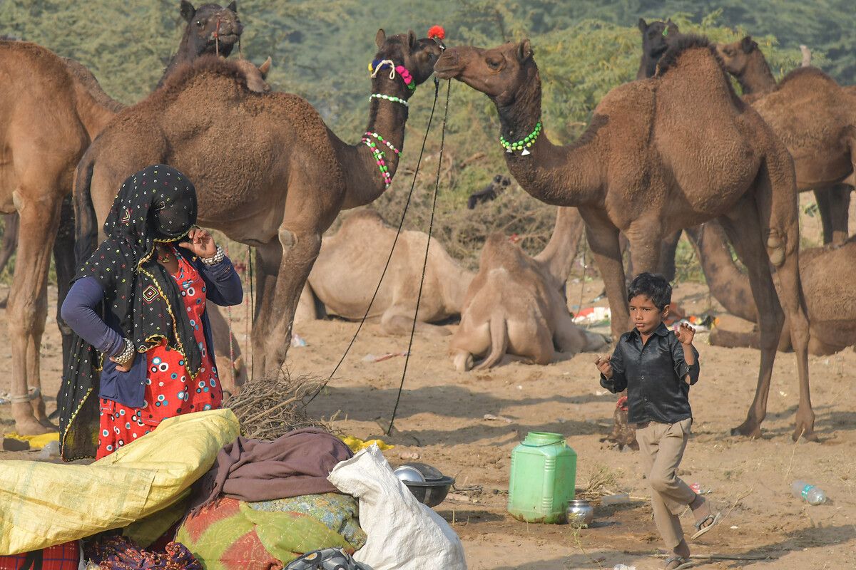 Hindistan'ın en büyük deve pazarı: Pushkar Deve Fuarı 1