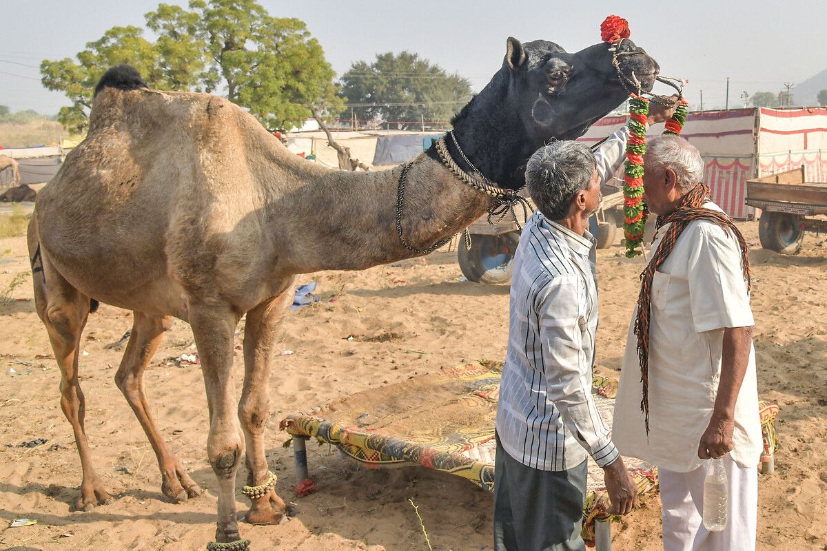 Hindistan'ın en büyük deve pazarı: Pushkar Deve Fuarı 3