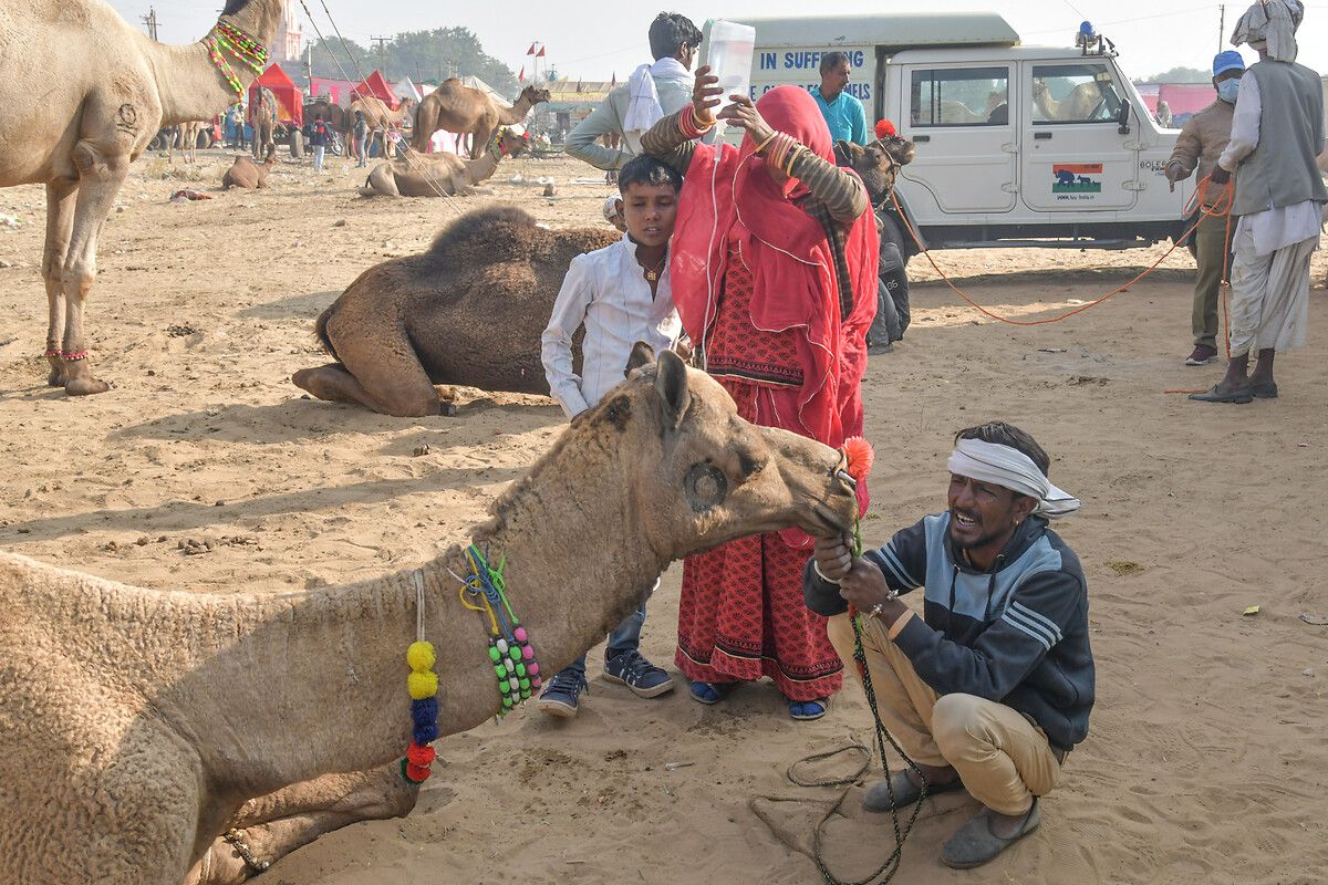 Hindistan'ın en büyük deve pazarı: Pushkar Deve Fuarı 4