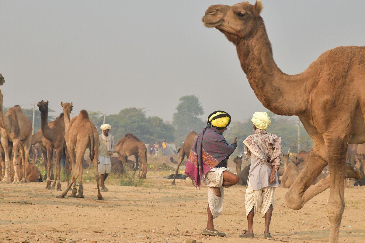 Hindistan'ın en büyük deve pazarı: Pushkar Deve Fuarı 10