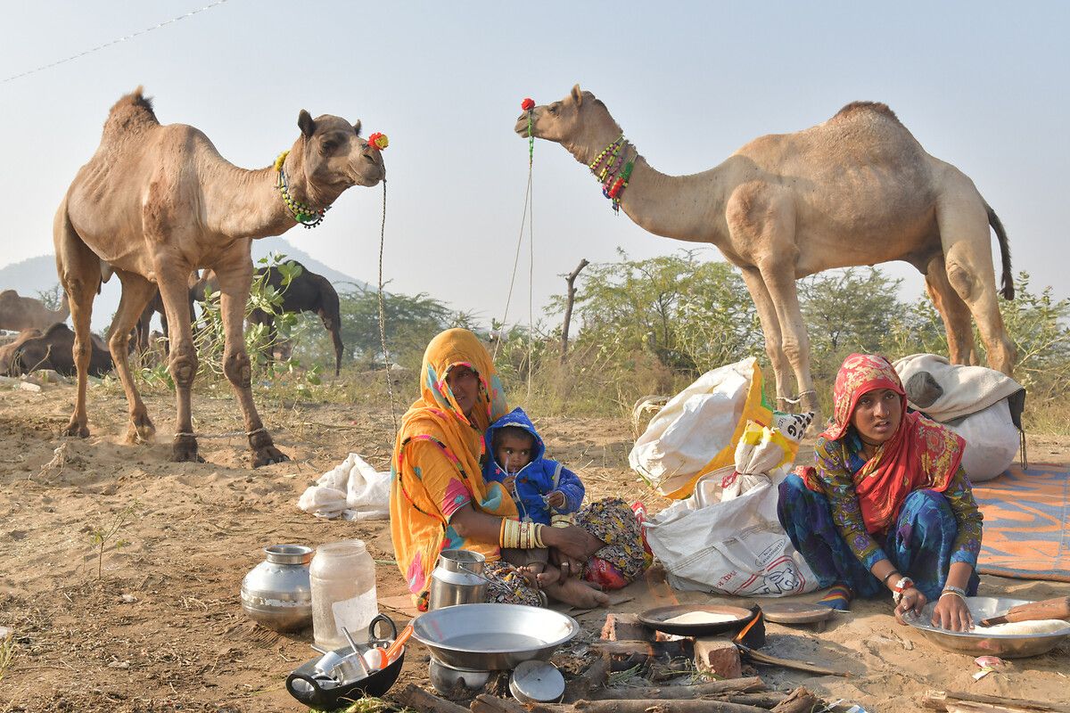 Hindistan'ın en büyük deve pazarı: Pushkar Deve Fuarı 13