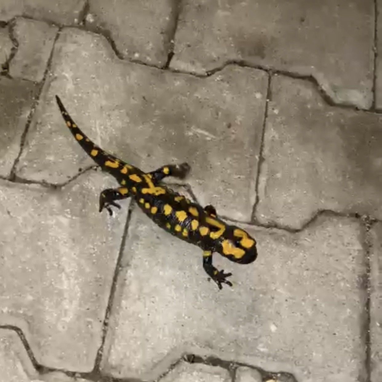 Adana'da 'Benekli Semender' görüldü! 4