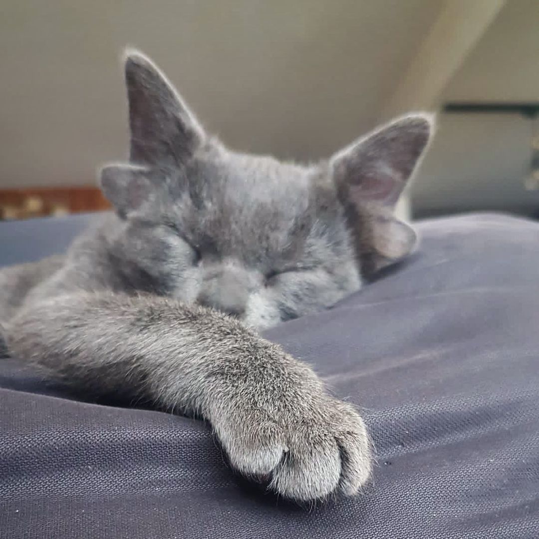 Böylesini hiç görmediniz! Sosyal medyanın yeni fenomeni 4 kulaklı kedi 'Midas' 1