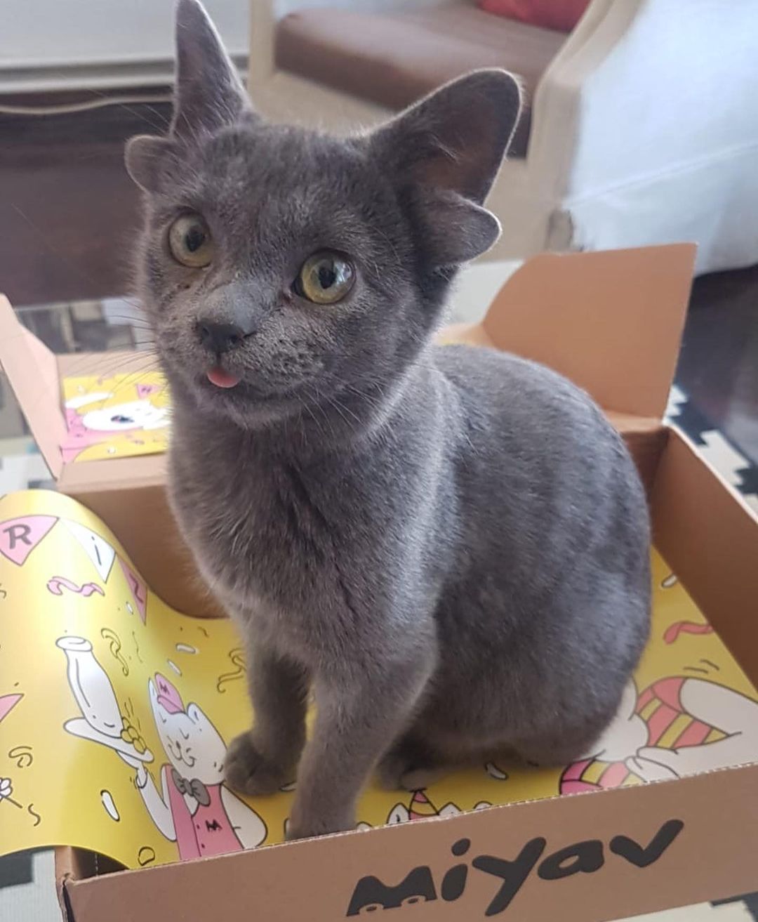 Böylesini hiç görmediniz! Sosyal medyanın yeni fenomeni 4 kulaklı kedi 'Midas' 2