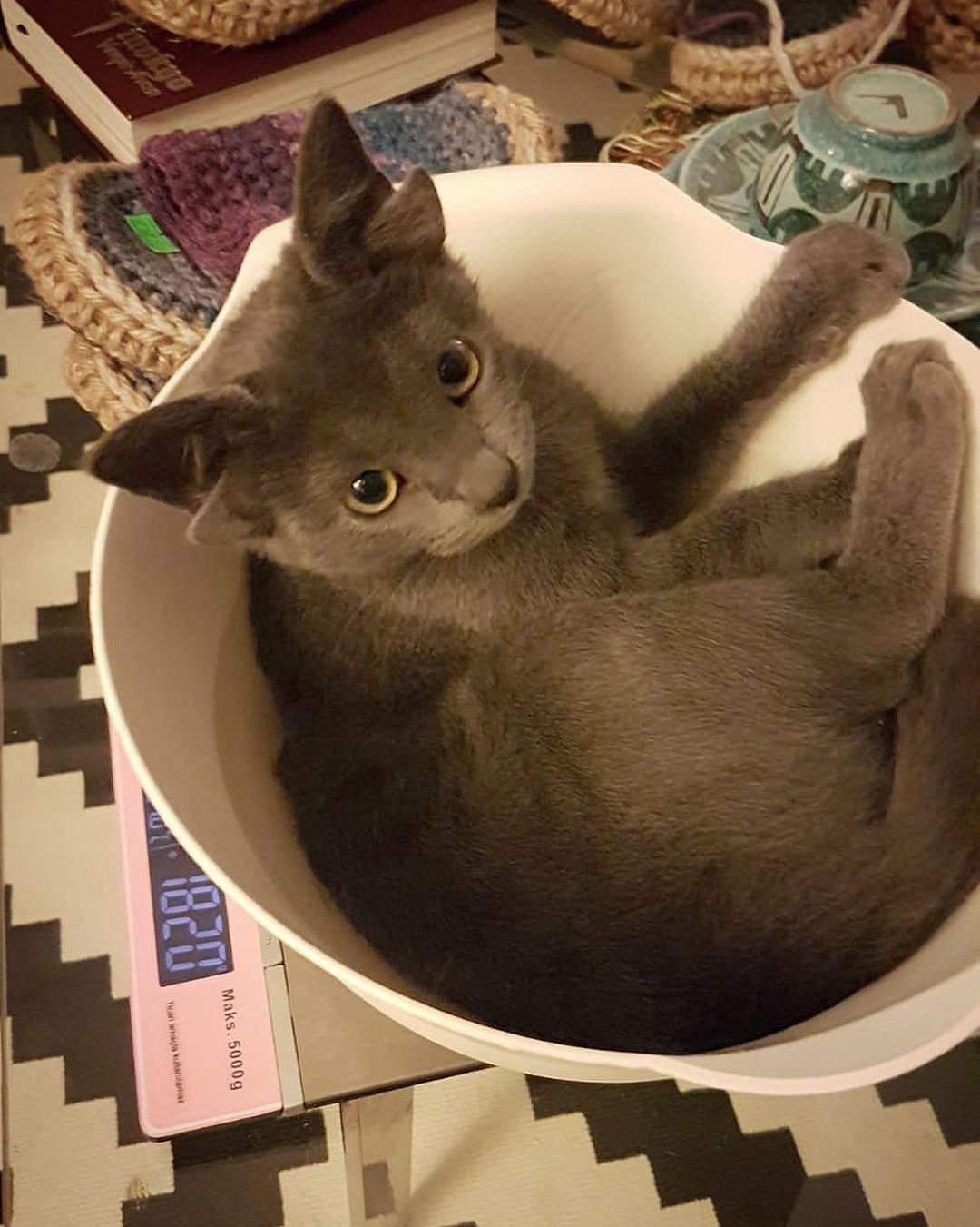 Böylesini hiç görmediniz! Sosyal medyanın yeni fenomeni 4 kulaklı kedi 'Midas' 3