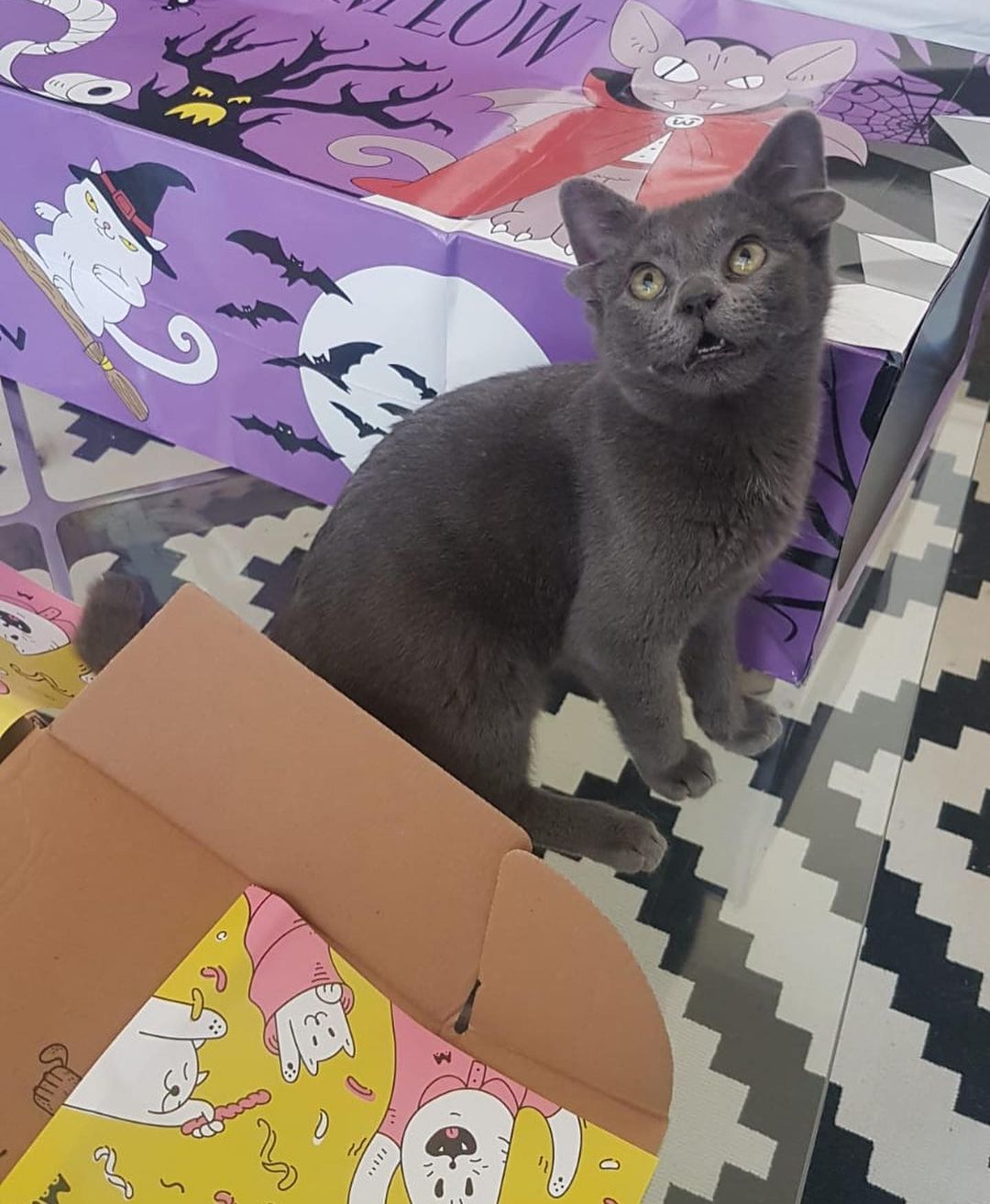 Böylesini hiç görmediniz! Sosyal medyanın yeni fenomeni 4 kulaklı kedi 'Midas' 4