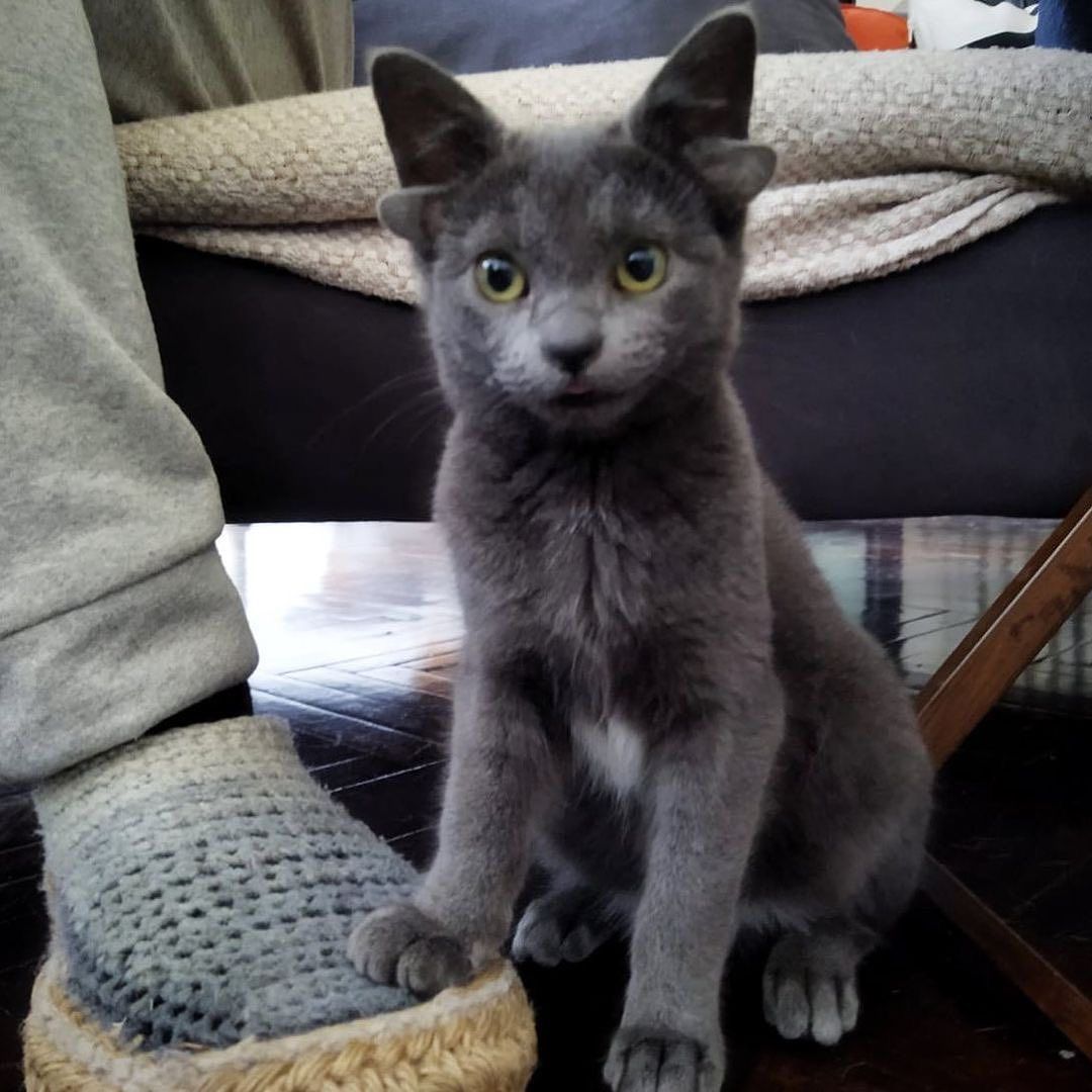 Böylesini hiç görmediniz! Sosyal medyanın yeni fenomeni 4 kulaklı kedi 'Midas' 5