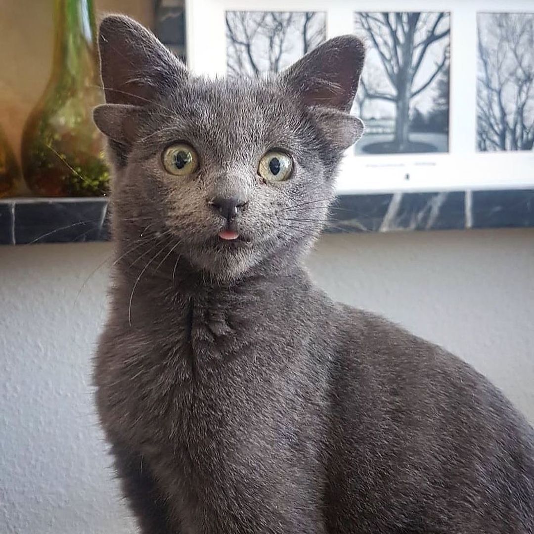 Böylesini hiç görmediniz! Sosyal medyanın yeni fenomeni 4 kulaklı kedi 'Midas' 6