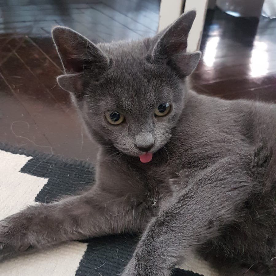 Böylesini hiç görmediniz! Sosyal medyanın yeni fenomeni 4 kulaklı kedi 'Midas' 7