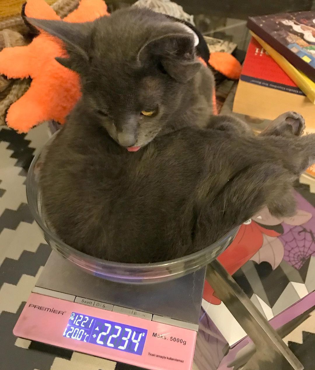 Böylesini hiç görmediniz! Sosyal medyanın yeni fenomeni 4 kulaklı kedi 'Midas' 8