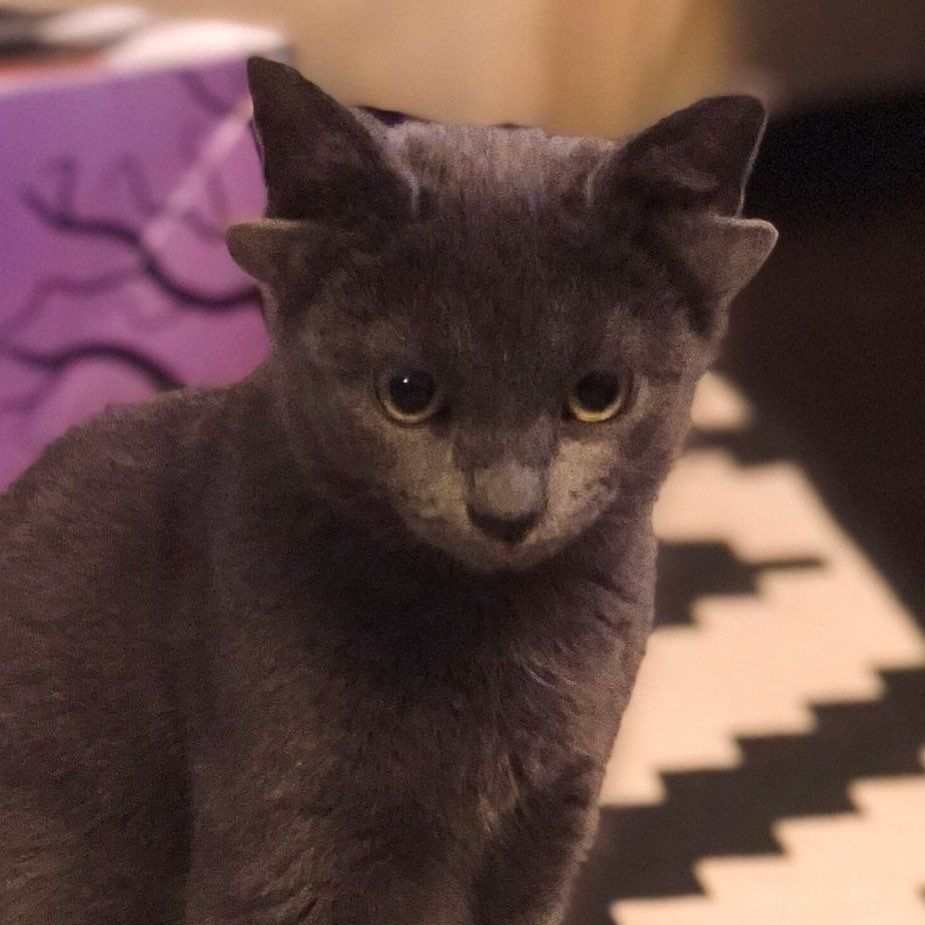 Böylesini hiç görmediniz! Sosyal medyanın yeni fenomeni 4 kulaklı kedi 'Midas' 9
