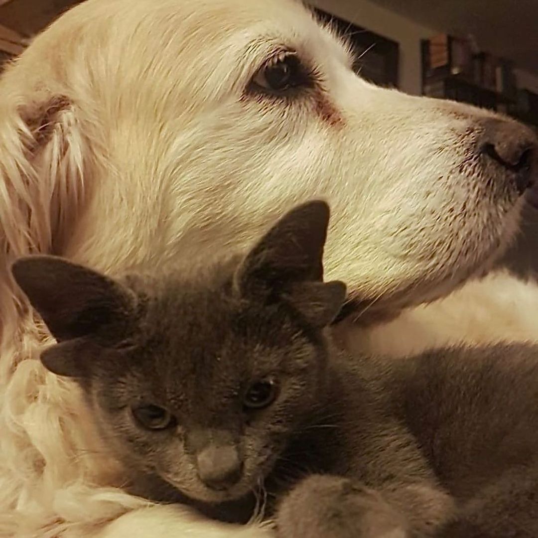 Böylesini hiç görmediniz! Sosyal medyanın yeni fenomeni 4 kulaklı kedi 'Midas' 10