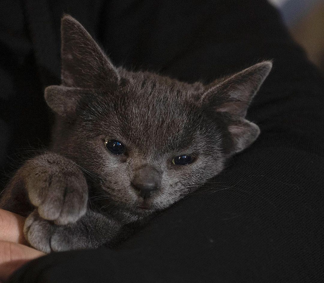 Böylesini hiç görmediniz! Sosyal medyanın yeni fenomeni 4 kulaklı kedi 'Midas' 11