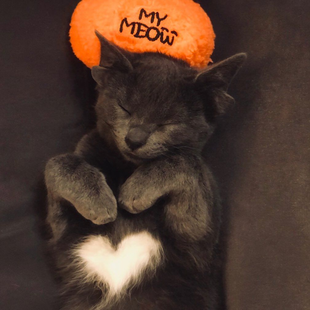 Böylesini hiç görmediniz! Sosyal medyanın yeni fenomeni 4 kulaklı kedi 'Midas' 12