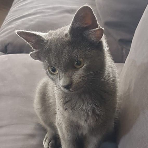 Böylesini hiç görmediniz! Sosyal medyanın yeni fenomeni 4 kulaklı kedi 'Midas' 13