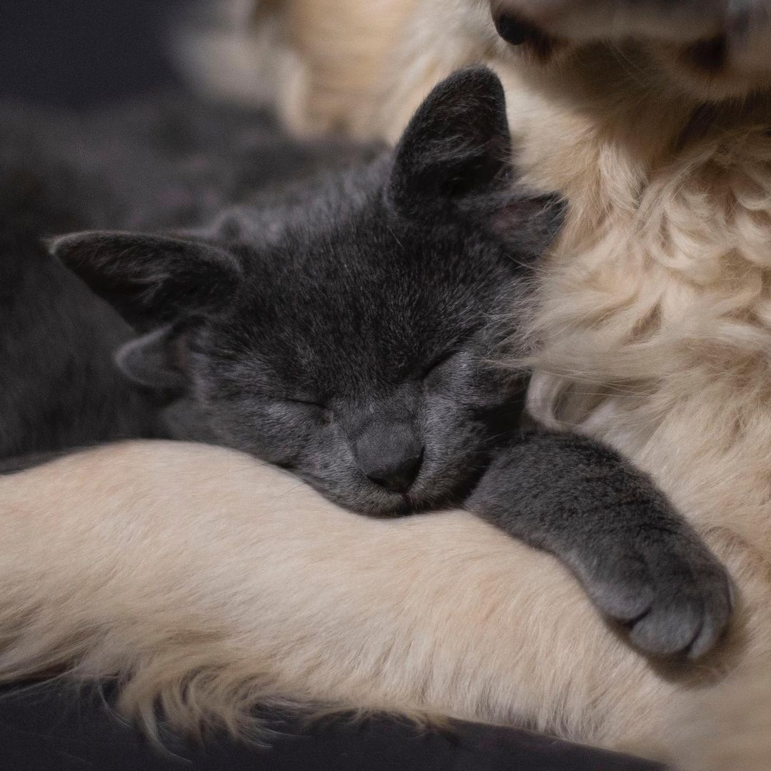 Böylesini hiç görmediniz! Sosyal medyanın yeni fenomeni 4 kulaklı kedi 'Midas' 15