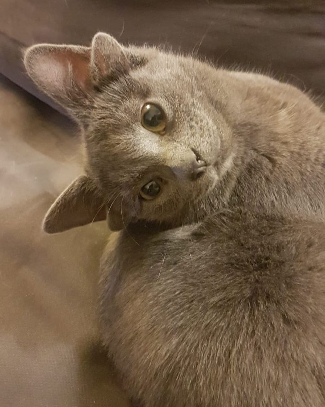 Böylesini hiç görmediniz! Sosyal medyanın yeni fenomeni 4 kulaklı kedi 'Midas' 16