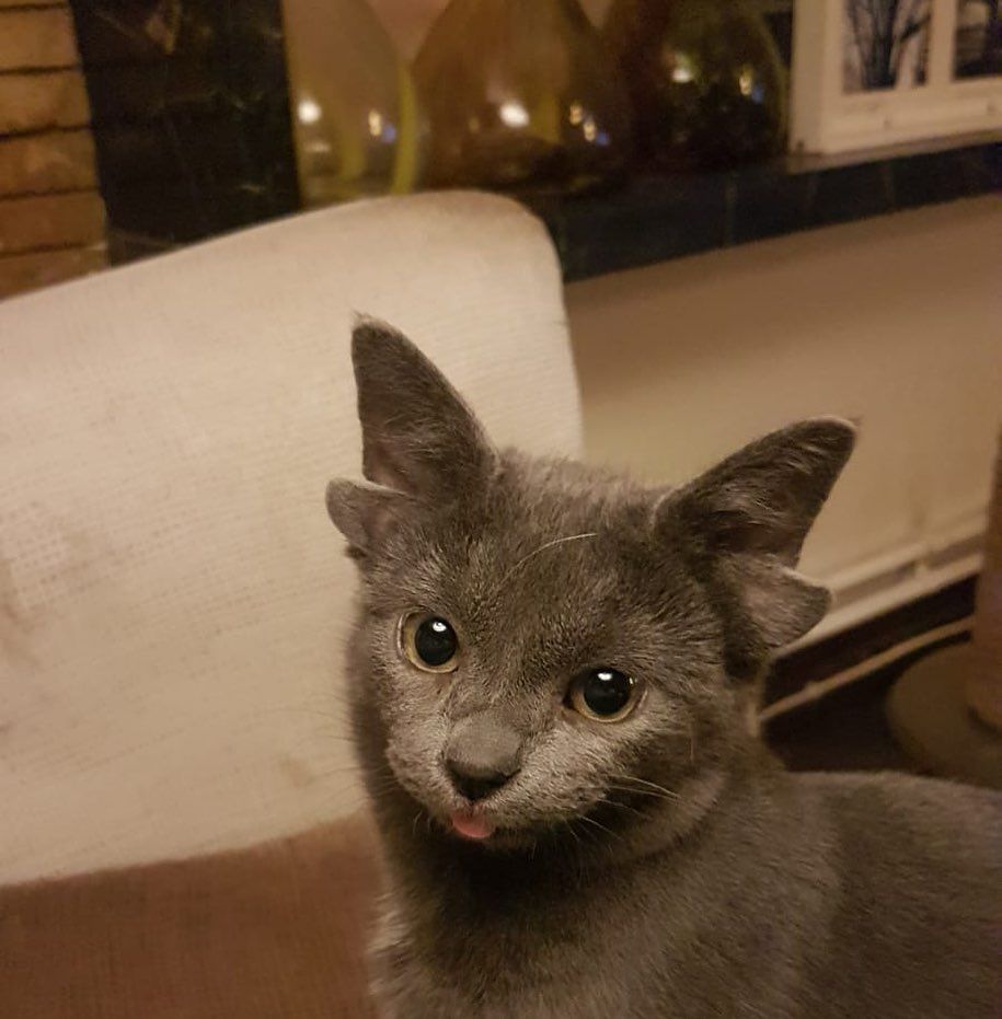 Böylesini hiç görmediniz! Sosyal medyanın yeni fenomeni 4 kulaklı kedi 'Midas' 17