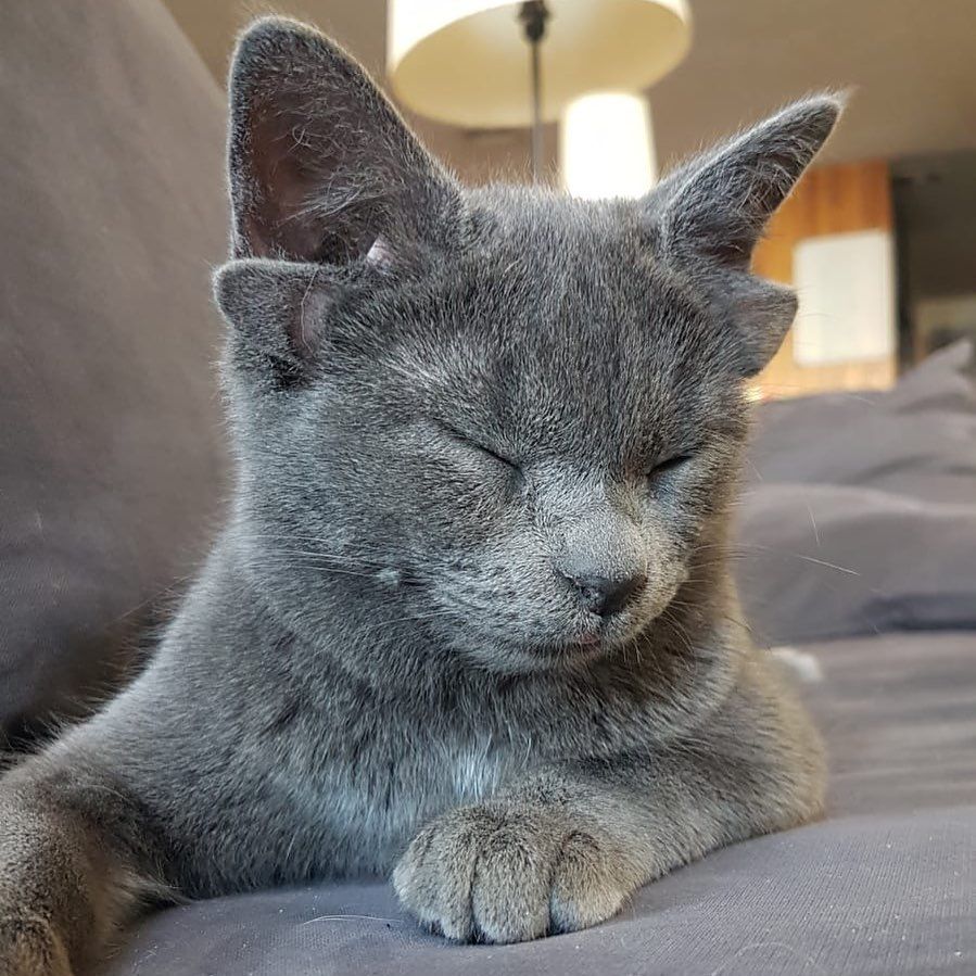 Böylesini hiç görmediniz! Sosyal medyanın yeni fenomeni 4 kulaklı kedi 'Midas' 18