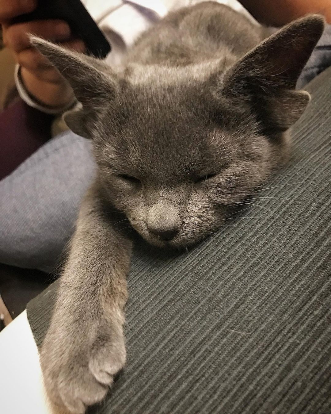Böylesini hiç görmediniz! Sosyal medyanın yeni fenomeni 4 kulaklı kedi 'Midas' 19