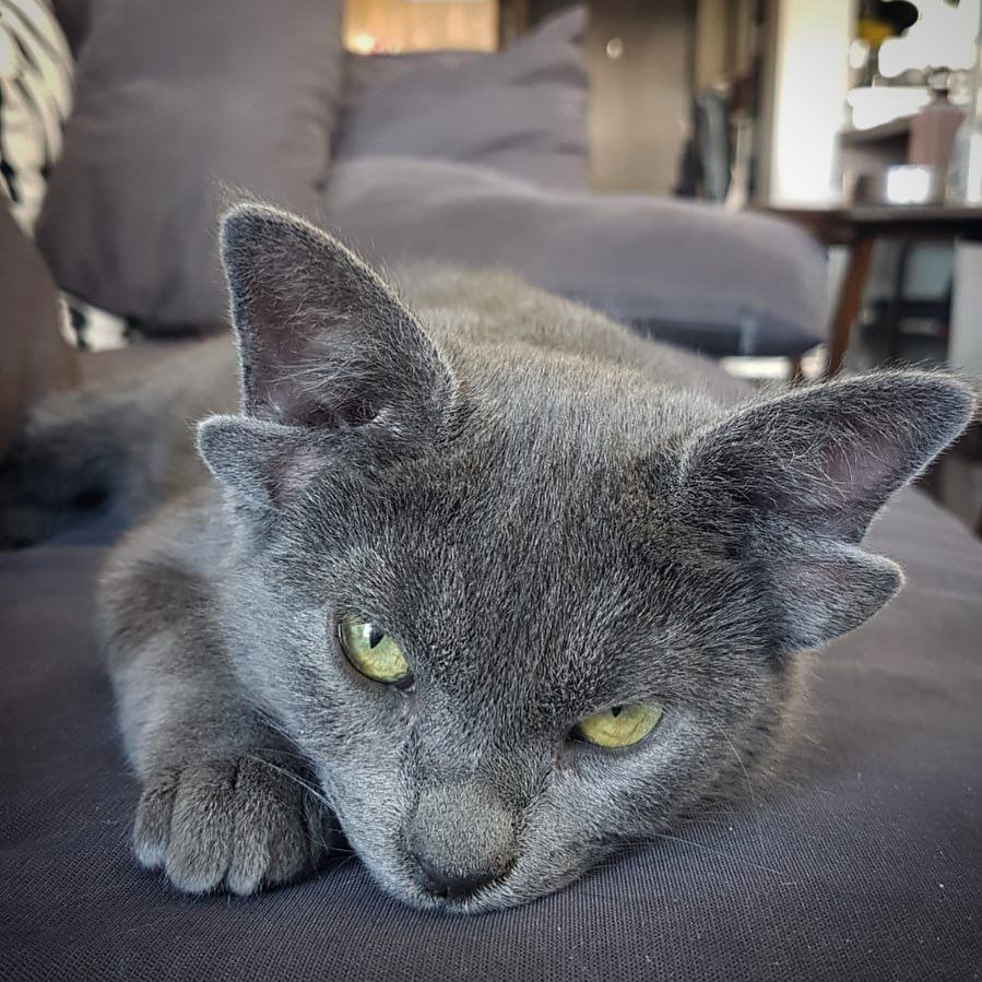 Böylesini hiç görmediniz! Sosyal medyanın yeni fenomeni 4 kulaklı kedi 'Midas' 20