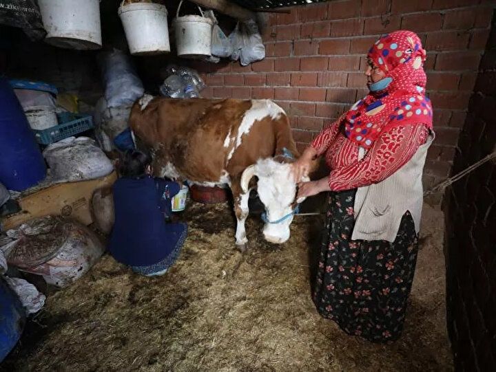 Sağdığı inekler Gülçin'i dünya üçüncüsü yaptı! 2