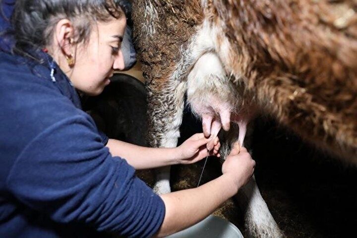 Sağdığı inekler Gülçin'i dünya üçüncüsü yaptı! 3