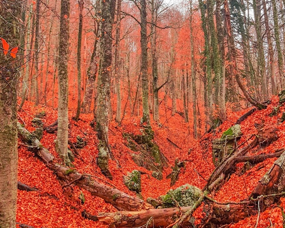 Dökülen yapraklar eşsiz görüntüler oluşturdu! Fotoğraf tutkunları Kahramanmaraş'a akın etti 1