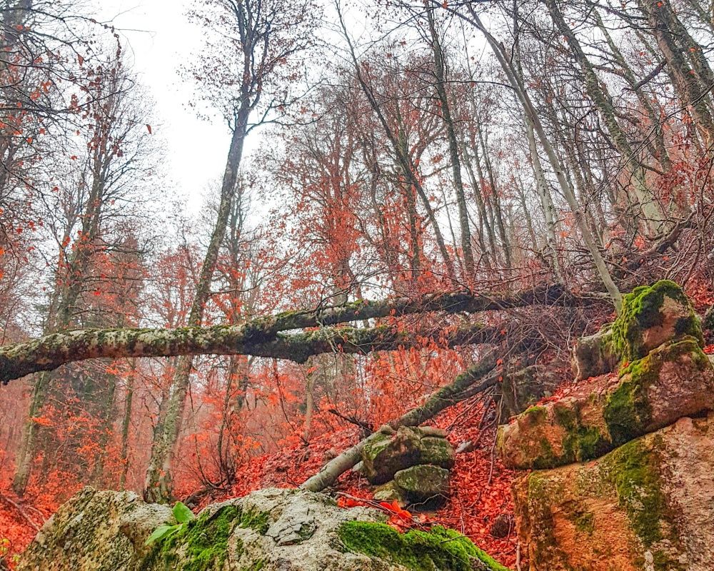 Dökülen yapraklar eşsiz görüntüler oluşturdu! Fotoğraf tutkunları Kahramanmaraş'a akın etti 5