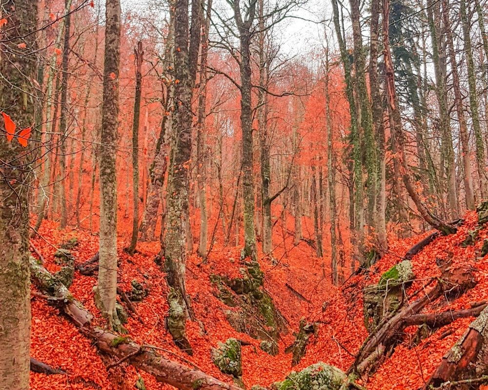 Dökülen yapraklar eşsiz görüntüler oluşturdu! Fotoğraf tutkunları Kahramanmaraş'a akın etti 6