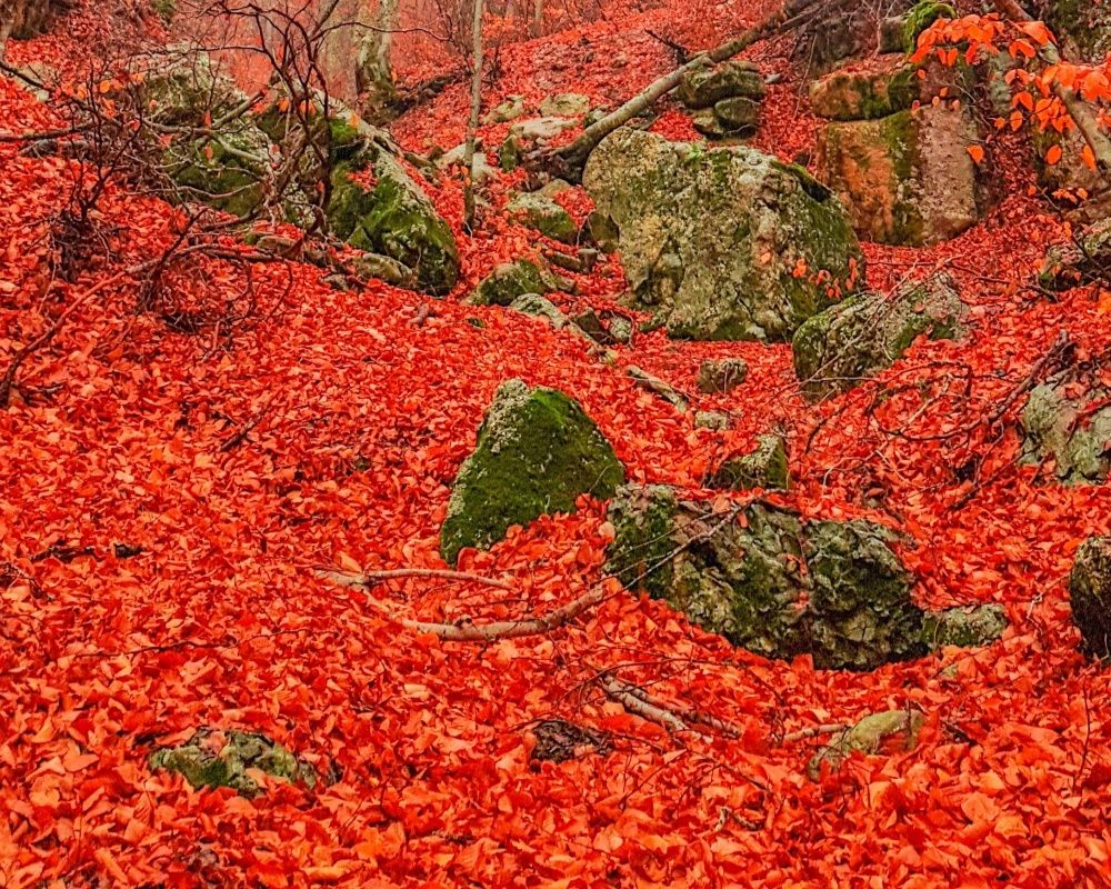 Dökülen yapraklar eşsiz görüntüler oluşturdu! Fotoğraf tutkunları Kahramanmaraş'a akın etti 8