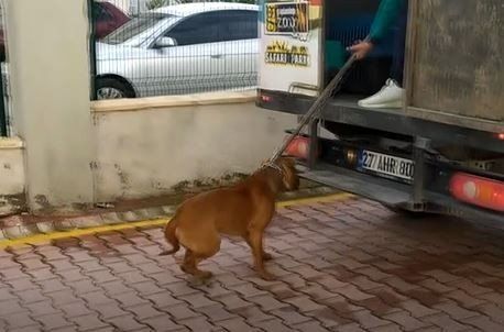 Gaziantep'teki Pitbull dehşetinde sıcak gelişme! Valilik duyurdu! Gözaltı sayısı arttı! 4
